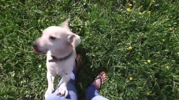 Νέοι Υγιείς Σκύλος Παίζει Τον Ιδιοκτήτη Πράσινο Φόντο — Αρχείο Βίντεο