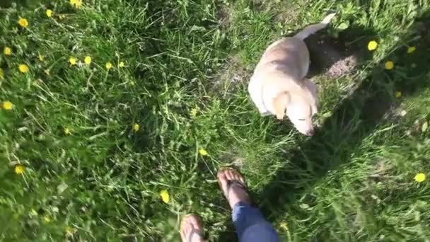 Jonge Gezonde Hond Spelen Met Eigenaar Een Groen Veld — Stockvideo