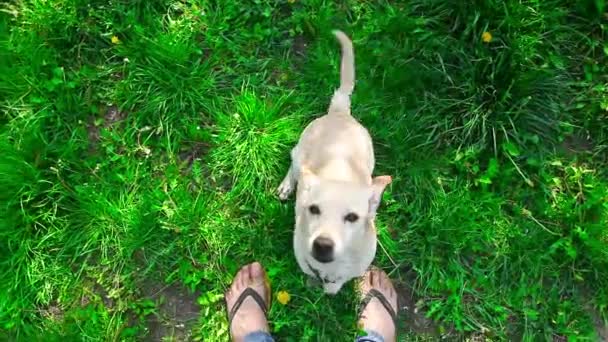 Sahibi Ile Bir Yeşil Sahada Oynayan Genç Sağlıklı Köpek — Stok video