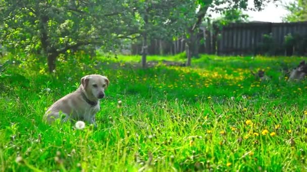 jeune chien en bonne santé sur un terrain vert  