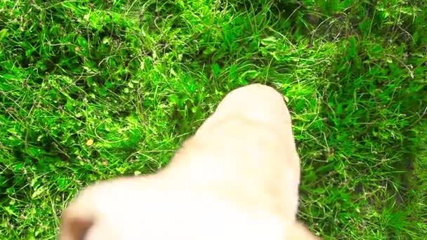 Jonge Gezonde Hond Spelen Met Eigenaar Een Groen Veld — Stockvideo