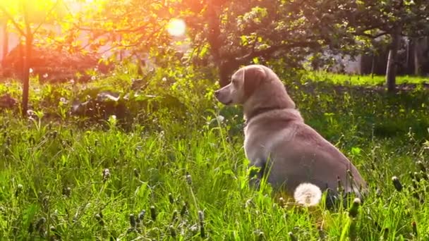 Unga Friska Hunden Ett Grönt Fält — Stockvideo