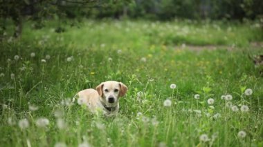 yeşil alan üzerinde genç sağlıklı köpek 