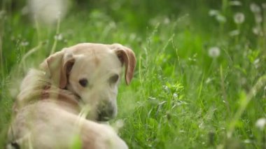 yeşil alan üzerinde genç sağlıklı köpek 