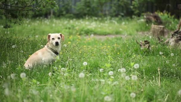緑の野原に若い健康な犬 — ストック動画