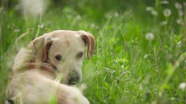 jeune chien en bonne santé sur le terrain vert  