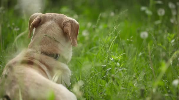 jeune chien en bonne santé sur le terrain vert  