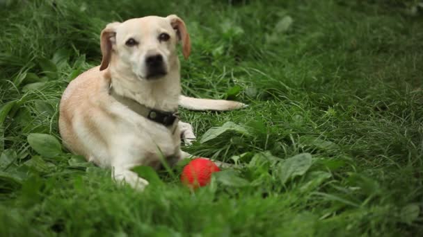 Young Healthy Dog Green Field — Stock Video