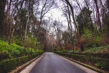 Bir ormanda yol görünümünü