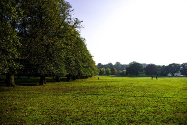 Orman alanında başlangıcını görünümünü