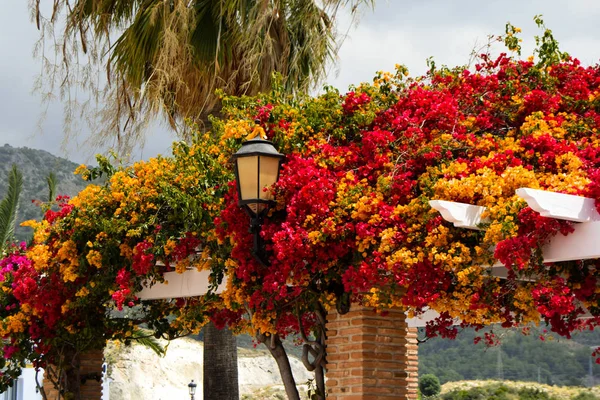 Climbing plant with flowers and palm tree