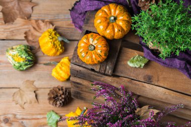 Sonbahar sonbahar hasat arka plan Şükran dekoratif şenlikli kabak ile