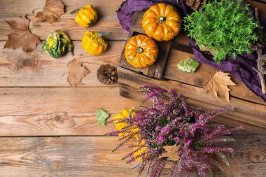 Sonbahar sonbahar hasat arka plan Şükran dekoratif şenlikli kabak ile
