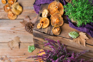 Sonbahar sonbahar dekoratif şenlikli Şükran günü arka plan sütlü safran mantar ile