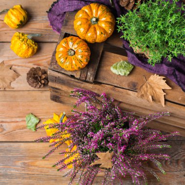 Sonbahar sonbahar hasat arka plan Şükran dekoratif şenlikli kabak ile