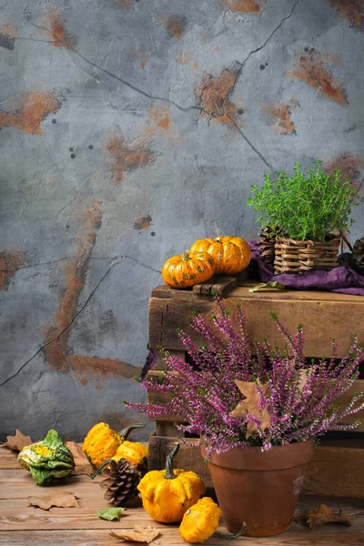 Herfst herfst decoratieve feestelijke thanksgiving achtergrond met oranje pompoen — Stockfoto