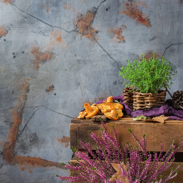 Herfst herfst decoratieve feestelijke thanksgiving achtergrond met melkachtig saffraan champignons — Stockfoto