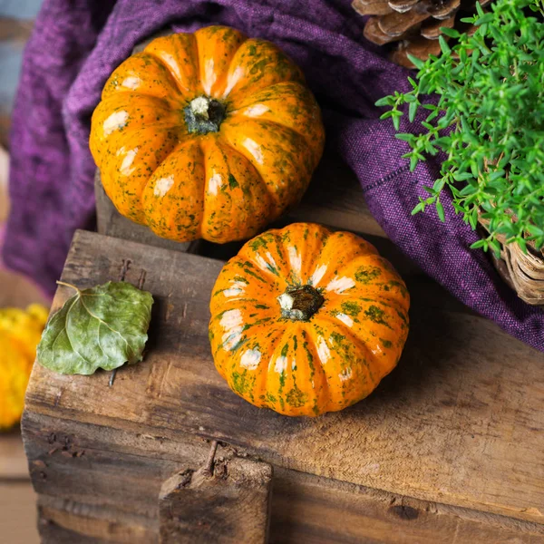 Sonbahar sonbahar hasat arka plan Şükran dekoratif şenlikli kabak ile