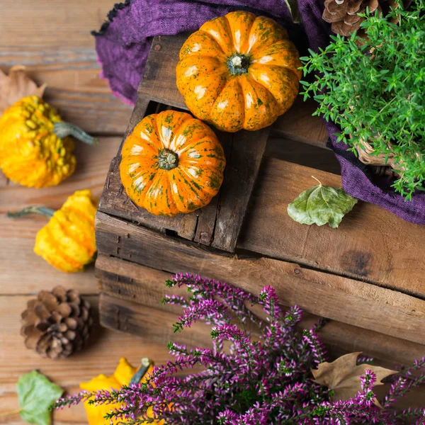 Sonbahar sonbahar hasat arka plan Şükran dekoratif şenlikli kabak ile