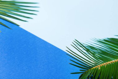 Tropik palmiye yaprakları arka plan, tatil yaz tatili konsepti