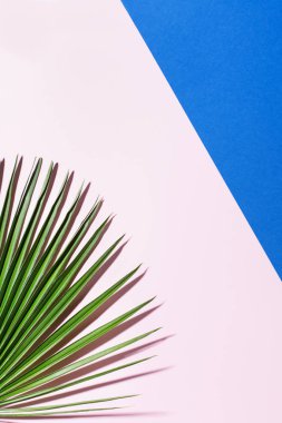 Tropik palmiye yaprakları arka plan, tatil yaz tatili konsepti