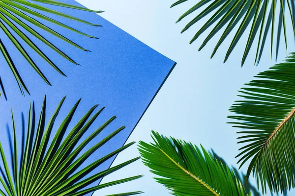 Тропические пальмовые листья фон, отдых летом праздник концепции — стоковое фото