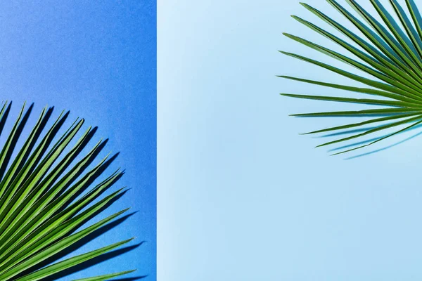 Feuilles de palmier tropical fond, vacances vacances d'été concept — Photo