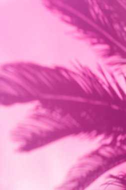 Soyut, odaklanmamış, bulanık, palmiye yapraklı, pembe arka plan. Tropik, yaz, tatil, tatil kavramı.