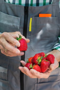 Yaşlı bir adam, çiftçi, el ele tutuşan işçi taze kırmızı çilek hasadı. Özel bahçe, meyve bahçesi, doğal ekonomi, hobi ve eğlence konsepti