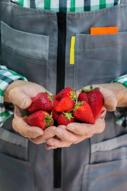 Yaşlı bir adam, çiftçi, el ele tutuşan işçi taze kırmızı çilek hasadı. Özel bahçe, meyve bahçesi, doğal ekonomi, hobi ve eğlence konsepti