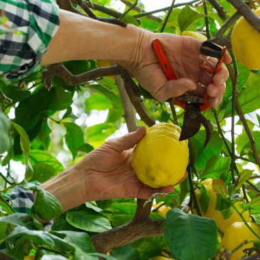 Kıdemli çiftçi, güneşli bir günde limon ağacında elinde budama makinesiyle limon topluyor. Mevsimlik, yaz, sonbahar, ev yapımı, hobi konsepti.