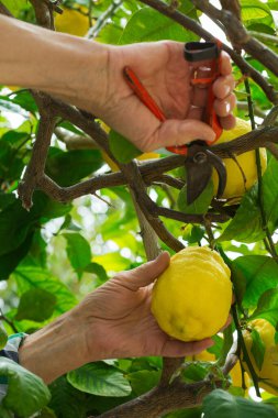 Kıdemli çiftçi, güneşli bir günde limon ağacında elinde budama makinesiyle limon topluyor. Mevsimlik, yaz, sonbahar, ev yapımı, hobi konsepti.