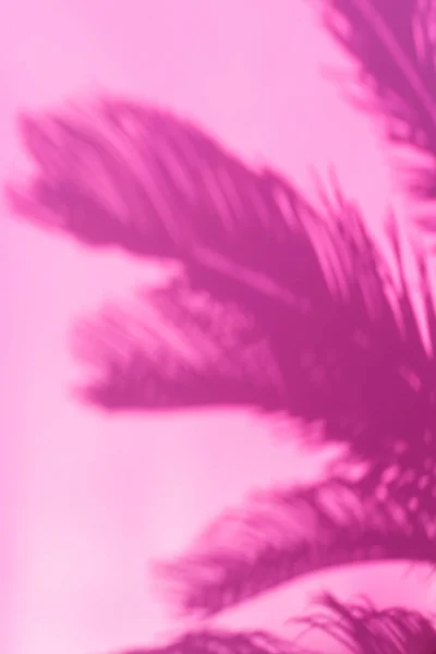Абстрактний Нефокусований Розмитий Рожевий Фон Тінями Пальмового Листя Тропічний Літо — стокове фото