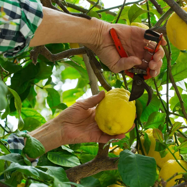 Kıdemli çiftçi, güneşli bir günde limon ağacında elinde budama makinesiyle limon topluyor. Mevsimlik, yaz, sonbahar, ev yapımı, hobi konsepti.