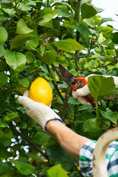 晴れた日にレモンの木に手に庭のプルーンでレモンを収穫する上級農家 自家栽培 趣味のコンセプト — ストック写真