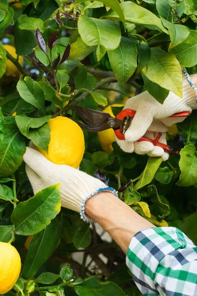 晴れた日にレモンの木に手に庭のプルーンでレモンを収穫する上級農家 自家栽培 趣味のコンセプト — ストック写真