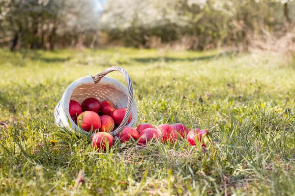 Healthy Organic Colorful Freshly Picked Apples Basket Rustic Canvas Droping — Stock Photo, Image