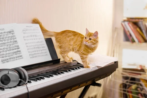 A cute red musician cat standing on the piano keys reading notes of song.Music playing in the headphones near the domesticated animal.Concept of home concert by kitten.