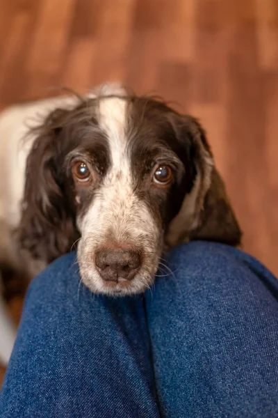 Cute sad dog put his muzzle on knees of man and faithfully looks into his eyes.Brown and white russian spaniel sit on lap at the kitchen and try to get sweets.Big brown eyes of pet looking forward.
