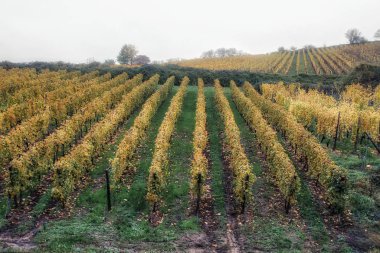 Alsace 'deki Riquewihr - Fransa' nın en güzel köylerinden biri. Ünlü asma yolu ve turist 