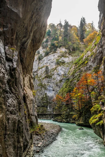 Aare Gorge Blå Alpin Flod Mellan Smala Klippor Täckta Med — Stockfoto