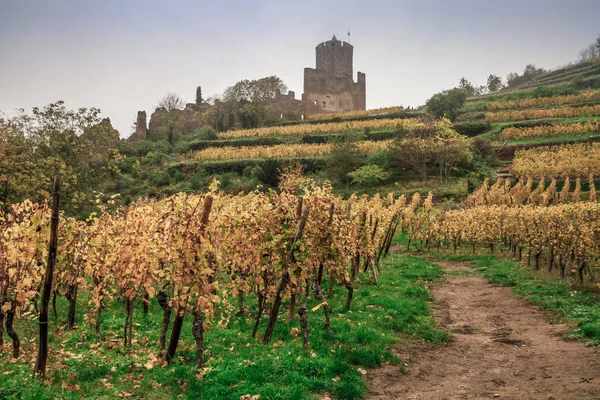 Кайсерсберг Одна Самых Красивых Деревень Франции Эльзас Alsace Wine Кайзерслаутерн — стоковое фото