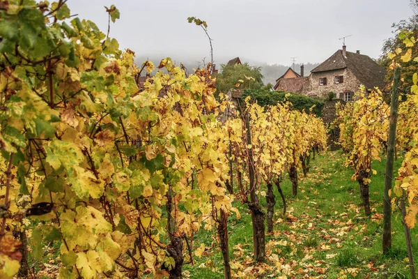 Kaysersberg Franciaország Egyik Legszebb Faluja Elzász Elzász Borút Kaysersberg Szőlő — Stock Fotó