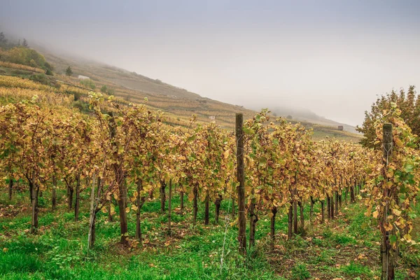 Кайсерсберг Одна Самых Красивых Деревень Франции Эльзас Alsace Wine Кайзерслаутерн — стоковое фото