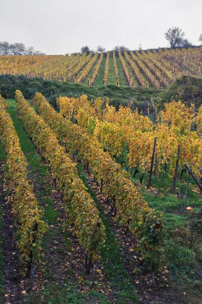 Рикевир Эльзасе Одна Самых Красивых Деревень Франции Знаменитая Виноградная Лоза — стоковое фото
