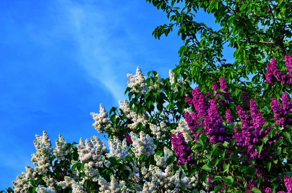 Piękny fioletowy liliowy w parku — Zdjęcie stockowe