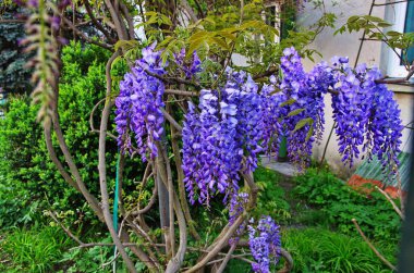 Bahar bahçesinde çiçek açan wistaria dalı. İlkbaharda mor çiçekler wisteria veya glisin ile bulanık arka plan. Yumuşak odaklama