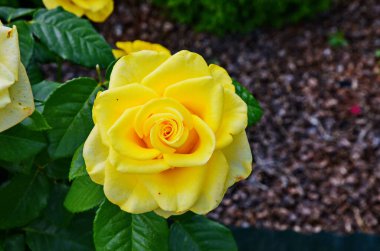 Bahçe yatağında TeaHouse gül güzel çiçekler