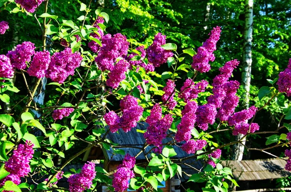 Piękny fioletowy liliowy w parku — Zdjęcie stockowe
