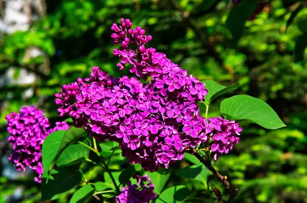 Beautiful purple lilac in the park — Stock Photo, Image